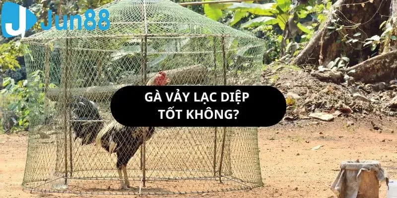 Gà có lông lạc điệp chính là biểu tượng của sự may mắn, tài lộc